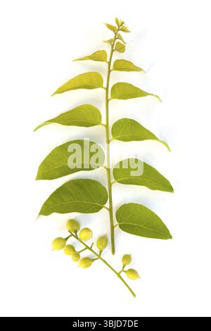 Bacche di fistola di Cassia e ramificazione con foglie isolate dall'alto su sfondo bianco. Lassativo, antisettico Foto Stock