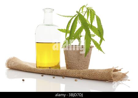 Olio di cannabis e giovane pianta di cannabis isolata su sfondo bianco Foto Stock
