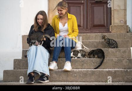 Due ragazze danno da mangiare ai gatti per strada Foto Stock