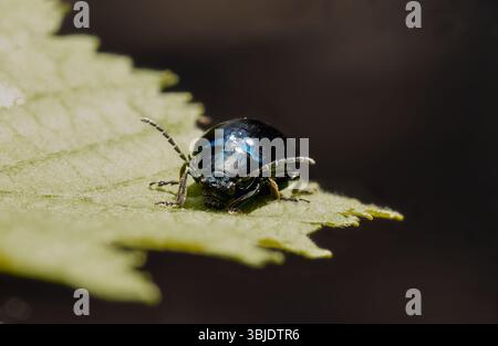 Scarabeo piccolo, scuro e lucente che poggia su una foglia verde chiaro Foto Stock