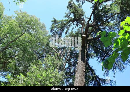 Una vista degli alti alberi sempreverdi sotto un cielo blu limpido Foto Stock