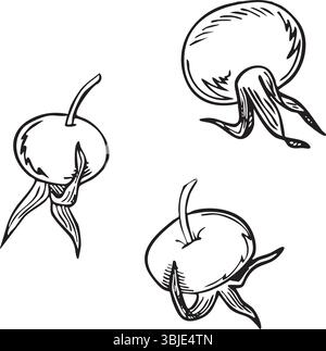 Illustrazione vettoriale delle bacche di rosa dell'anca disegnata a mano. Disegno con inchiostro di schizzo. Illustrazione Vector EPS10 (vettore EPS10) Illustrazione Vettoriale