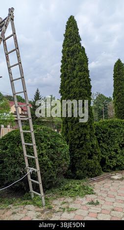 In un giardino splendidamente mantenuto, c'è una scala posizionata accanto a alte conifere e cespugli ben rifiniti Foto Stock