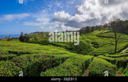 Paesaggio con piantagione di tè sull'isola di Sao Miguel nell'arcipelago portoghese delle Azzorre, Portogallo Foto Stock
