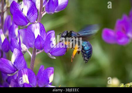 Un falegname che visita i fiori viola e fa anche un po' di impollinazione. Foto Stock
