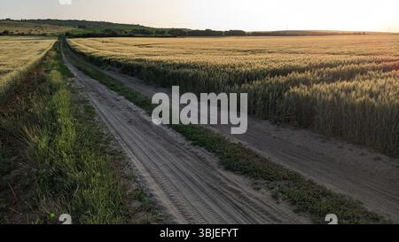Una tranquilla e tranquilla strada sterrata si snoda dolcemente attraverso ampi campi dorati sotto un sereno cielo al tramonto Foto Stock