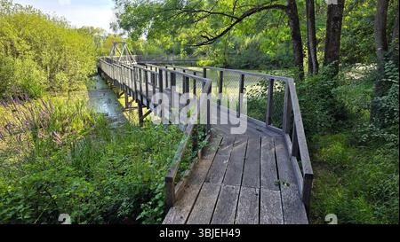 Robusta passerella in legno con ringhiere a rete che si snodano su una lussureggiante palude verde, circondata da fitti alberi e piante acquatiche alla luce del sole estivo Foto Stock