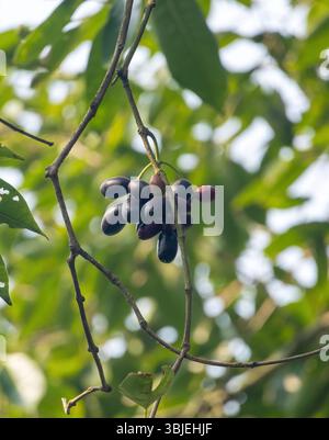 Frutta fresca matura di prugne di Giava (Syzygium cumini), nota anche come Jamun o prugna nera, appesa su un ramo di albero con bokeh naturale. Foto Stock