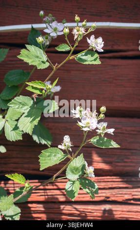 Un cespuglio di mora in fiore si arrampica su un muro di legno rosso. Foto Stock