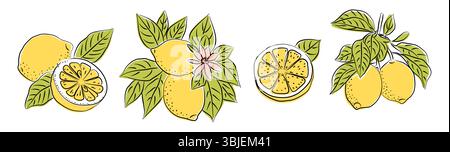 Set di limoni trafilati a mano con mezze frutta intere Illustrazione Vettoriale