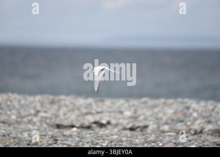 Chiamata Arctic Tern (Sterna paradisaea) volando da destra a sinistra sopra Pebbled Beach Breeding Ground, con Wings Down e Beak Open, contro un Mare Blu Foto Stock