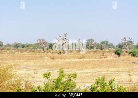 Paesaggio tipico nelle aree rurali intorno a Mbour con alberi, arbusti ed erbe selvatiche, regione di Thies, Senegal, Africa occidentale Foto Stock