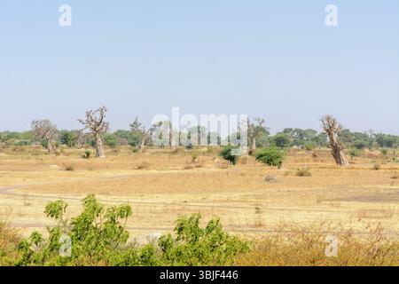 Paesaggio tipico nelle aree rurali intorno a Mbour con alberi, arbusti ed erbe selvatiche, regione di Thies, Senegal, Africa occidentale Foto Stock