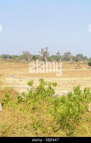 Paesaggio tipico nelle aree rurali intorno a Mbour con alberi, arbusti ed erbe selvatiche, regione di Thies, Senegal, Africa occidentale Foto Stock
