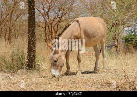 Un mulo pascola sull'erba al Beersheba Project, una fattoria agroecologica in Senegal, Africa occidentale Foto Stock