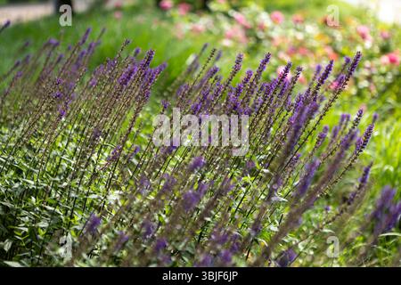 Un mazzo vibrante di fiori viola sta attualmente crescendo splendidamente tra la lussureggiante erba verde che li circonda nel prato Foto Stock