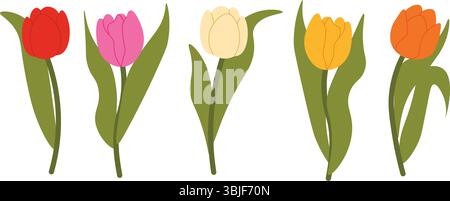 Set di tulipani multicolori isolati per i tuoi disegni floreali. Fiore primaverile. Elementi di design per cartoline e saluti, biglietti per i tuoi cari. VEC Illustrazione Vettoriale