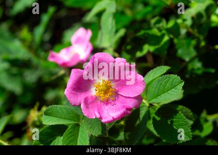 Rosa rosa (rosa canina) fiori selvatici in fiore che crescono in un riccio in estate giugno Carmarthenshire Galles Regno Unito Gran Bretagna 2025 KATHY DEWITT Foto Stock