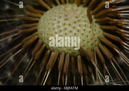 Primo piano estremo che mostra come i singoli semi (pappus) sono attaccati alla testa del seme di un dente di leone. Foto Stock