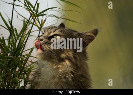 dolce mandarino amorevolmente che si gode la luce del sole, riflettendo la luce negli occhi, gatto lucido argento alla luce del sole Foto Stock