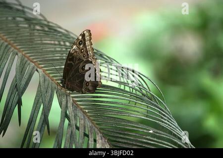 Farfalla Blue Morpho (Morpho peleides) che poggia su una foglia di palma tropicale, mostrando una parte inferiore con motivi marroni con punti oculari distintivi e insetto della foresta pluviale Foto Stock