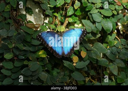 Farfalla Blue Morpho (Morpho peleides) che riposa su verdi foglie tropicali in luce naturale, con vivaci ali ali blu aperte, fauna selvatica di insetti nella foresta pluviale Foto Stock