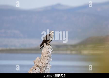 Osprey riposa su una torre di tufo presso il lago Mono in California, USA Foto Stock