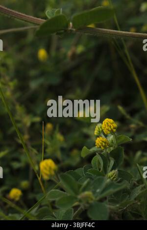 Fiori d'oro nel verdeggiante sottobosco, Wild Yellow Clover in Natural Habitat, Meadow Gems: Clustered Yellow Flowers Foto Stock