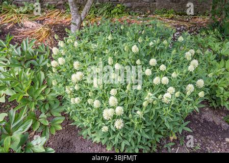 Trifolium pannonicum (forse??) è una specie di trifoglio conosciuta con il nome comune di Clover ungherese ed è un'erba perenne che non si arrampica formando agglomerati. Foto Stock