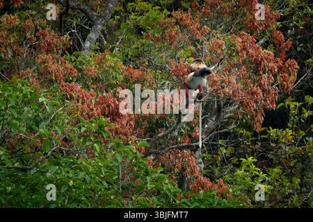 Red-shanked douc langur - Pygathrix nemaeus ritratto di scimmia arborea e diurna del Vecchio mondo nel colorato baldacchino in Laos, Vietnam e Cambogia, fo Foto Stock