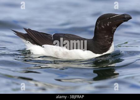 Razorbill (Alca torda), animali, uccelli, famiglia di alcidi, nuota in acqua, Varanger Hornoya, Finnmark, Norvegia, Europa Foto Stock