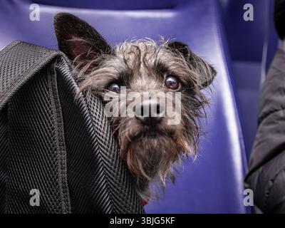un simpatico cane di razza mista dietro uno zaino guarda la macchina fotografica Foto Stock