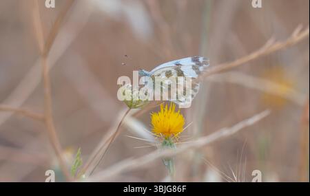 Il bianco dappato orientale (Euchloe ausonia) è una farfalla che si trova nei paesi asiatici ed europei Foto Stock