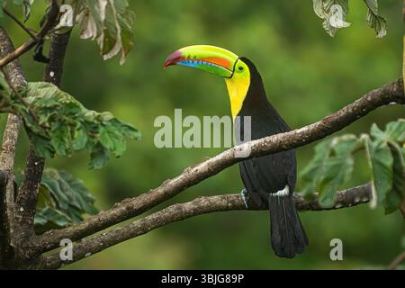 Il toucan di chiglia è appollaiato su un'immagine di albero di cecropia scattata a Panama Foto Stock