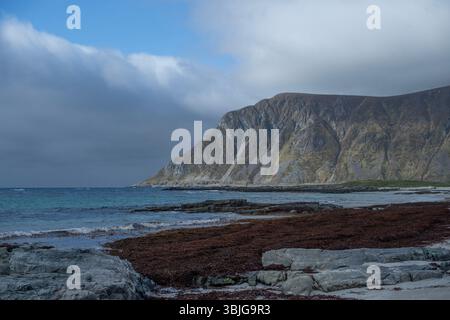 Rocce ricoperte di alghe su una costa rocciosa, Flakstad, Lofoten e Vesteral Islands, Nordland, Norvegia Foto Stock