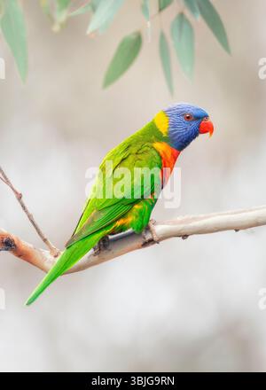 Primo piano di un lorikeet arcobaleno selvatico (Trichoglossus moluccanus) arroccato su un ramo di eucalipto in una foresta, in Australia Foto Stock