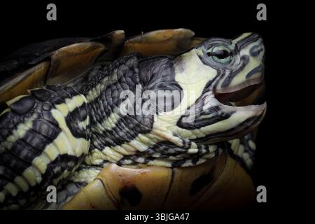 Primo piano di una tartaruga con cursore dalle orecchie rosse (Trachemys scripta elegans) Foto Stock