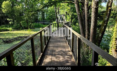La lunga passerella in legno con ringhiere a rete si snoda attraverso una fitta e soleggiata foresta paludosa di alberi alti e un fitto sottobosco, offrendo un percorso tranquillo Foto Stock