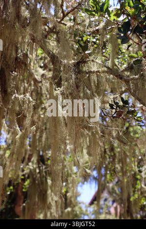 Fili di licheni pendono dai rami di una quercia californiana viva, retroilluminata dal sole del tardo pomeriggio, Monterey, CA. Foto Stock