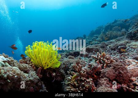 Un vivace crinoide giallo, noto anche come una stella di piume, si distingue contro la barriera corallina, fornendo riparo e un terreno di alimentazione per i piccoli pesci. Le bolle sullo sfondo suggeriscono un subacqueo che esplora l'ecosistema sottomarino. Foto Stock
