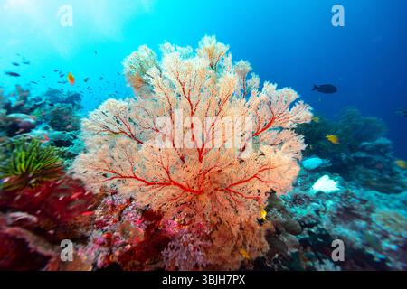 Un vibrante corallo di ventaglio di mare si distingue sullo sfondo blu dell'oceano, offrendo riparo e sostentamento per una varietà di vita marina. Foto Stock