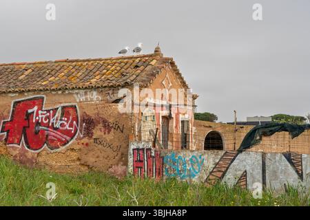 Gabbiani marini in un edificio abbandonato con graffiti vicino a Lagos, Algarve, Portogallo, Europa. Foto Stock