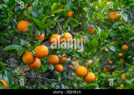 Un frutteto d'arancia nel villaggio di Casais, Algarve, Portogallo, Europa. Foto Stock