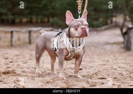 Nuovo Bulldog francese color marrone arancio Isabella con imbracatura a Y e guinzaglio nella sabbia Foto Stock