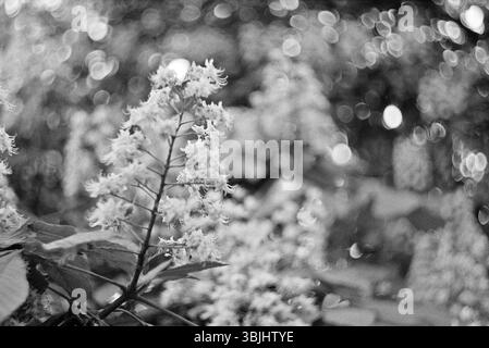 Foto in bianco e nero del fiore di castagno con bokeh Foto Stock