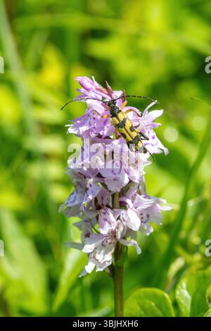 Scarabeo delle longhorn nero e giallo (Rutpela maculata) su una punta di orchidea comune maculata (Dactylorhiza fuchsii) Foto Stock