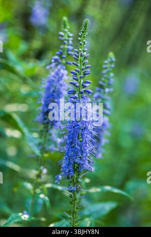Fiori fioriti di Veronica longifolia - speedwell giardino o speedwell a foglia lunga, pianta fiorita della famiglia delle Plantaginaceae, originaria dell'Europa e A Foto Stock