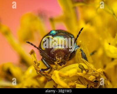 Vista macro dettagliata di uno scarabeo in rame Chafer seduto tra petali floreali gialli luminosi Foto Stock