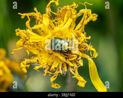 Vista macro dettagliata di uno scarabeo in rame Chafer seduto tra petali floreali gialli luminosi Foto Stock