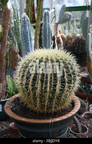 Serra Cactus Foto Stock